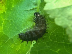 Nymphalini