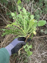 Rhamphospermum nigrum