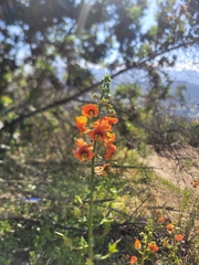 Alonsoa meridionalis