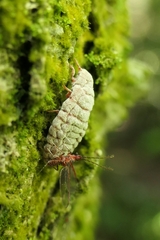 Coelostomidia zealandica