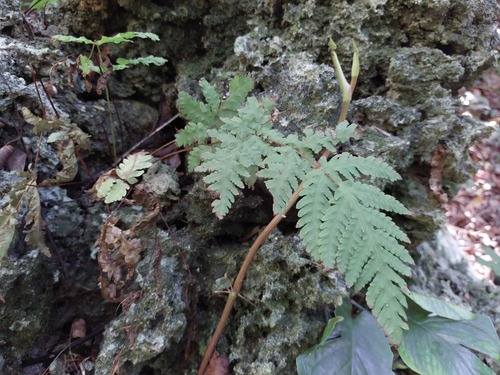 Tectaria membranacea, photograph 6