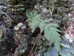 Tectaria devexa