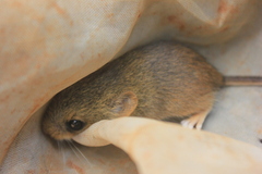 Rufescent Rhagomys photo 2