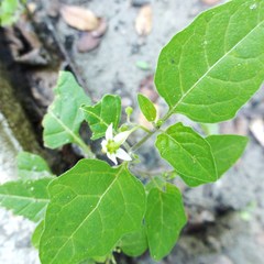 Solanum interius