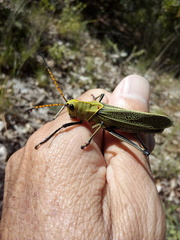 Taeniopoda picticornis