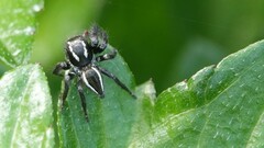 Carrhotus viduus