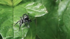 Carrhotus viduus