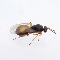 Euplectrus