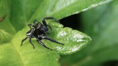 Carrhotus viduus