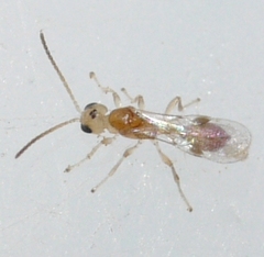 Euphorinae