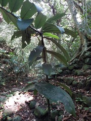 Diospyros blancoi