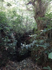 Diospyros blancoi