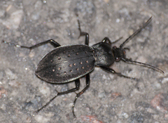 Carabus hortensis