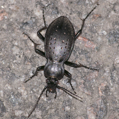 Carabus hortensis