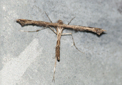 Amblyptilia