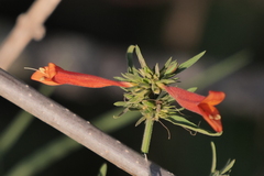 Dicliptera squarrosa