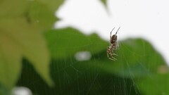 Neoscona theisi