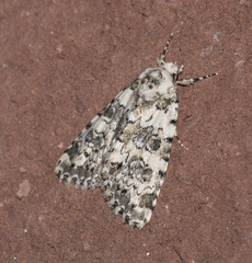Bryophila domestica