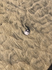 Paraconcavus pacificus