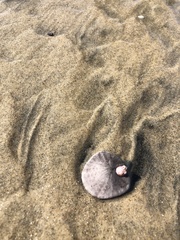 Paraconcavus pacificus