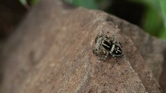 Stenaelurillus gabrieli