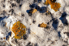 Xanthocarpia feracissima
