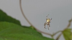 Neoscona theisi