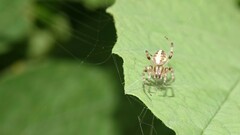 Neoscona theisi