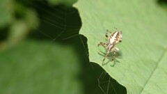 Neoscona theisi