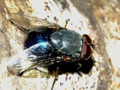 Calliphora quadrimaculata