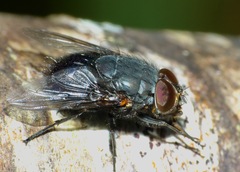 Calliphora quadrimaculata