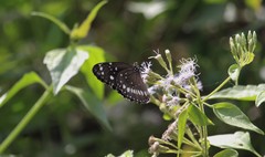 Euploea core haworthi