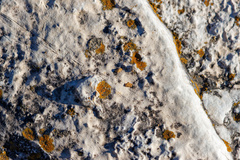 Xanthocarpia feracissima