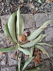 Aesculus turbinata