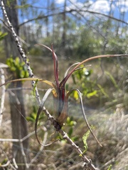 Tillandsia balbisiana