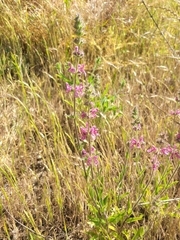 Stachys grandidentata