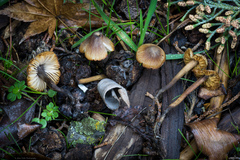 Macrocystidia cucumis latifolia