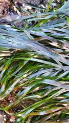 Phyllospadix scouleri