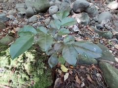 Murraya omphalocarpa