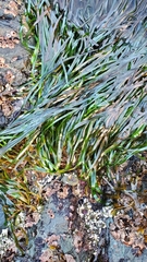 Phyllospadix scouleri