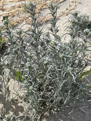 Johnstonella