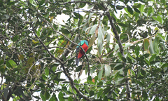 Pharomachrus auriceps