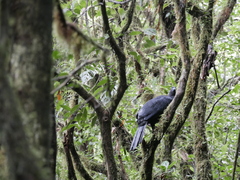 Chamaepetes unicolor