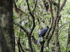 Chamaepetes unicolor