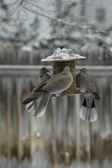 Streptopelia decaocto