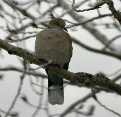 Streptopelia decaocto