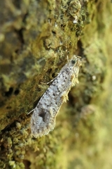 Lysiphragma epixyla