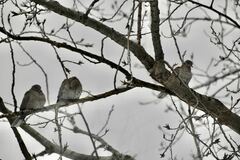 Streptopelia decaocto