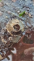 Semibalanus cariosus