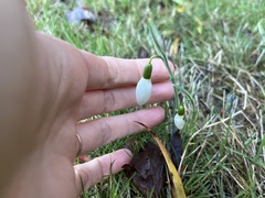 Galanthus elwesii